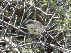 Curruca crassirostris