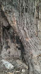 Drymaeus poecilus