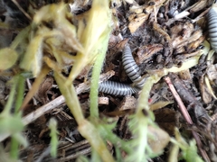 Ommatoiulus rutilans