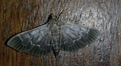 Pilocrocis