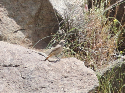 Oenanthe chrysopygia