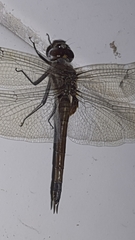 Tramea cophysa
