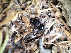 Ommatoiulus rutilans