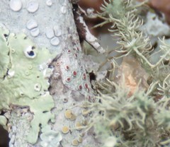 Haematomma persoonii