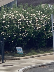 Viburnum carlcephalum