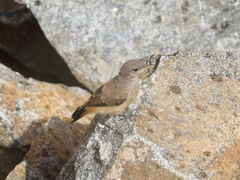 Oenanthe chrysopygia