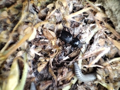 Ommatoiulus rutilans