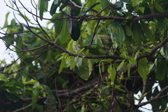 Diospyros nigra