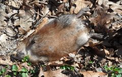 Ondatra zibethicus zibethicus