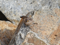 Oenanthe chrysopygia