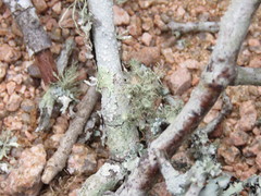 Haematomma persoonii