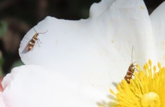 Micropterix ibericella