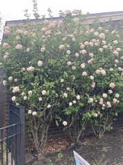 Viburnum carlcephalum