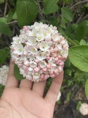 Viburnum carlcephalum