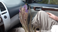 Tillandsia seleriana
