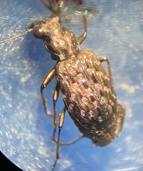 Elaphrus riparius