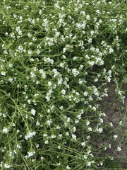 Plagiobothrys undulatus