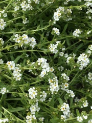 Plagiobothrys undulatus