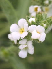 Plagiobothrys undulatus