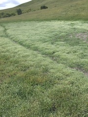 Plagiobothrys undulatus