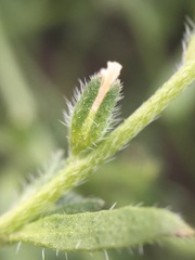 Plagiobothrys undulatus