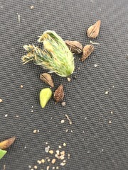 Plagiobothrys undulatus