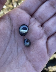 Nerita funiculata