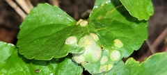 Puccinia violae