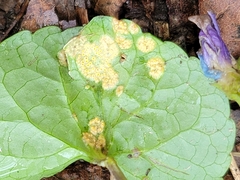 Puccinia violae