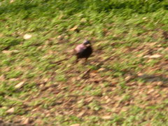 Lamprotornis australis