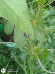 Megachile