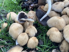 Micacei