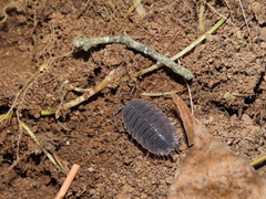 Porcellio echinatus