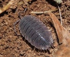 Porcellio echinatus