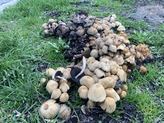 Micacei