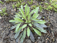 Erysimum hieraciifolium