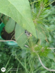 Megachile