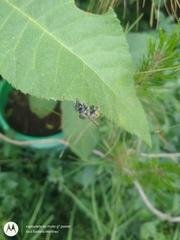 Megachile