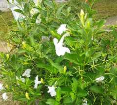 Ruellia metziae
