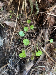 Chrysosplenium sedakowii