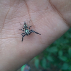 Thiania