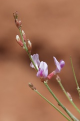 Astragalus episcopus