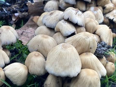 Micacei