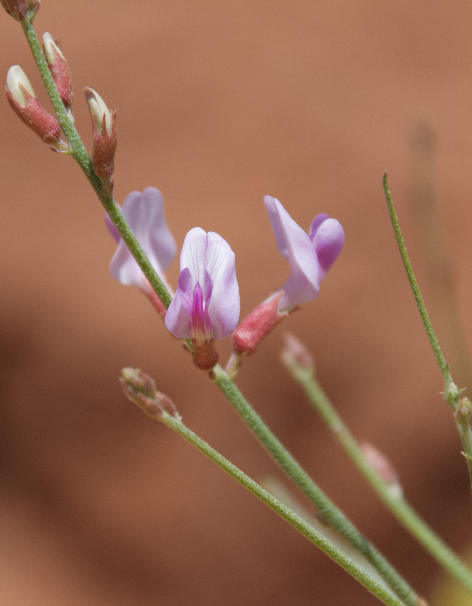 Astragalus episcopus