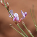 Bishop's Milkvetch - Photo (c) Bryce Silver-Bates, some rights reserved (CC BY-NC), uploaded by Bryce Silver-Bates