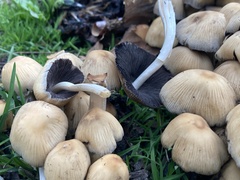 Micacei