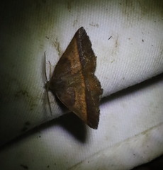 Metarranthis obfirmaria