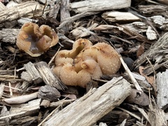 Peziza vesiculosa