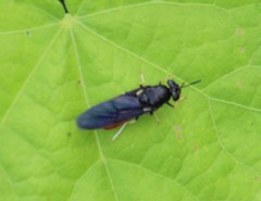 Hermetia relicta