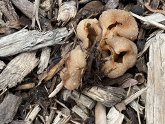 Peziza vesiculosa